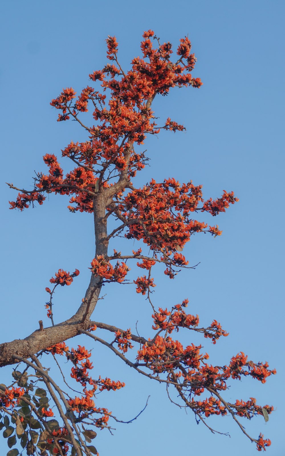 red and brown leaf tree under blue sky during daytime