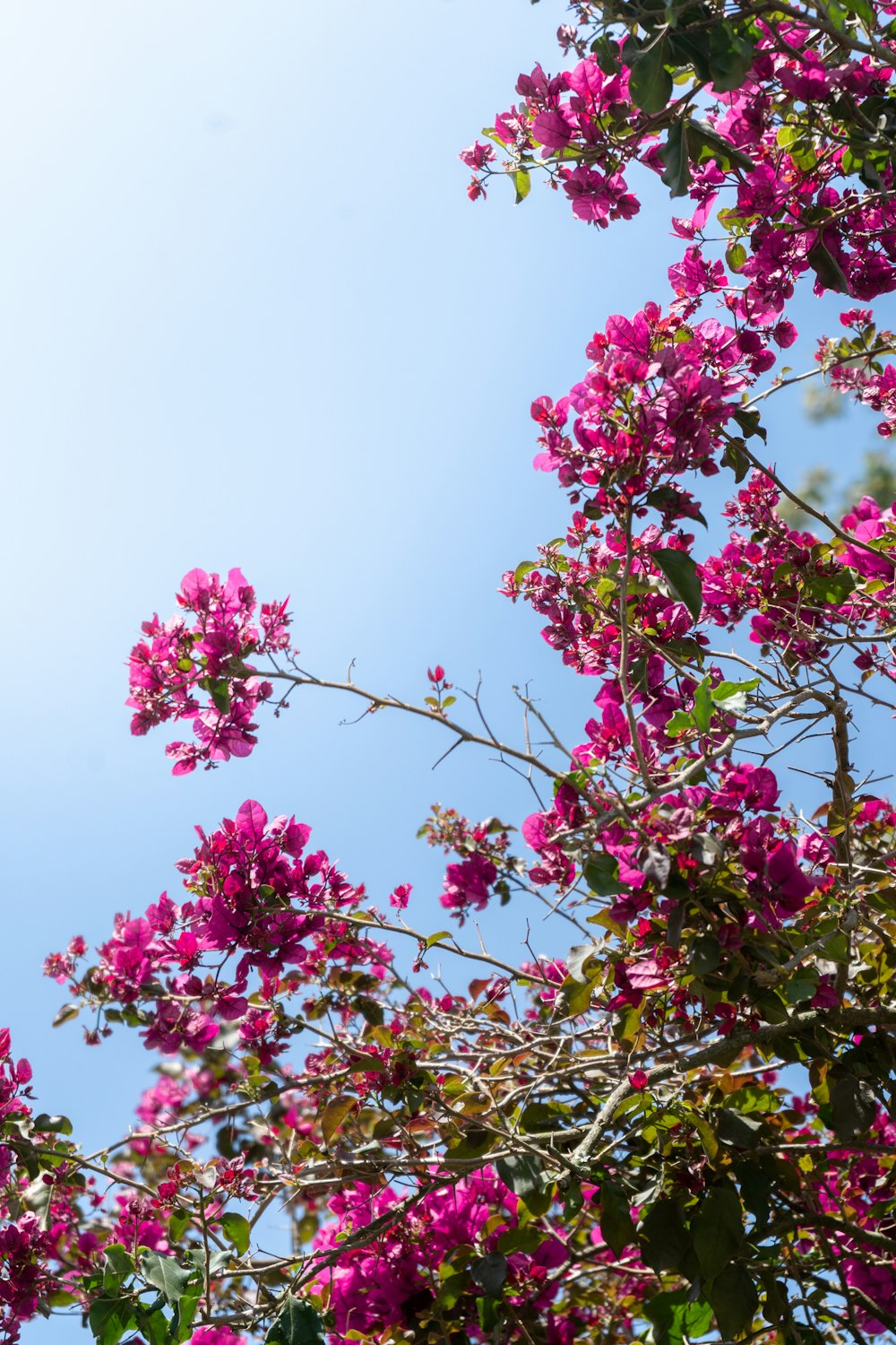pink flowers on green tree