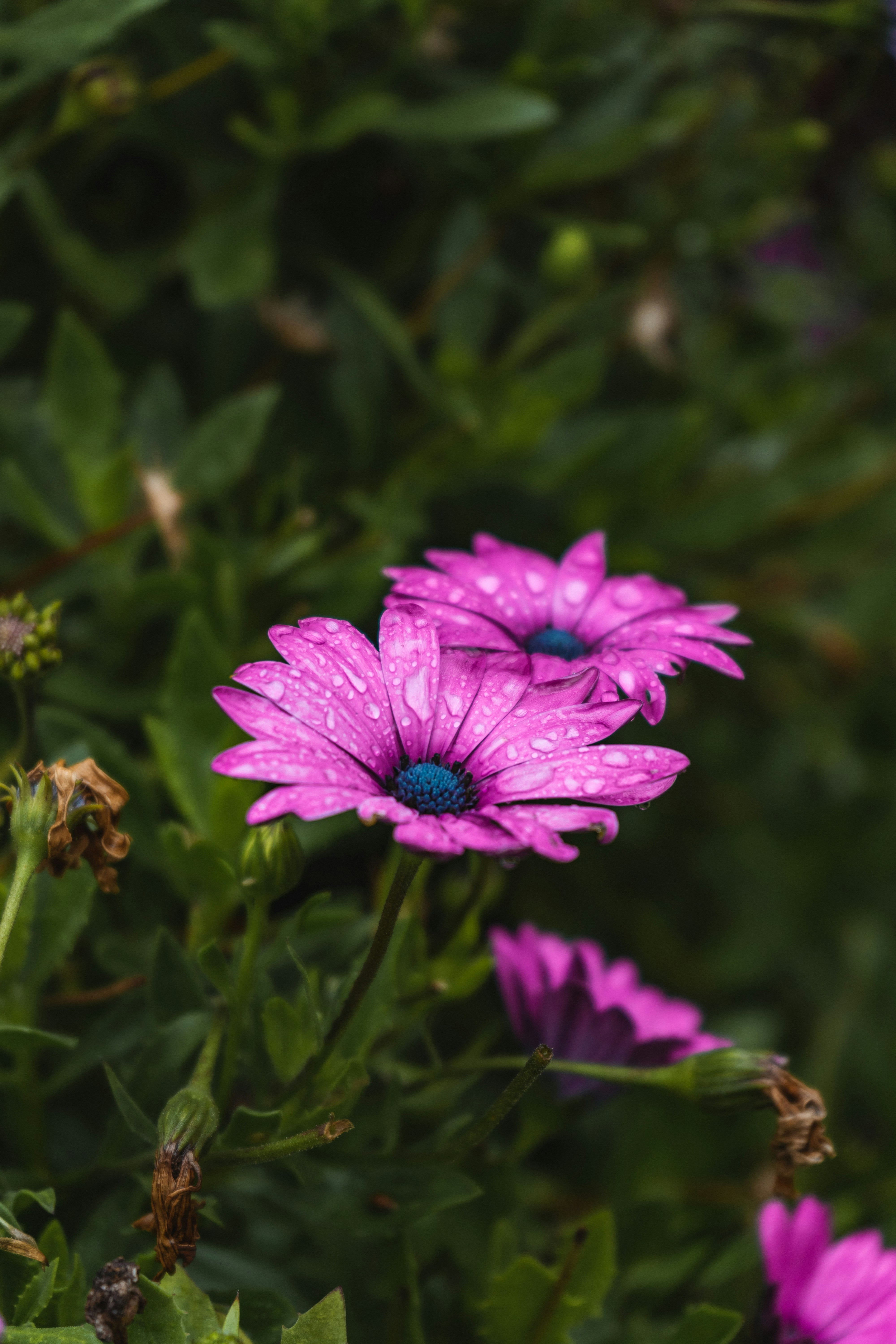 Photo by thilak_cm212