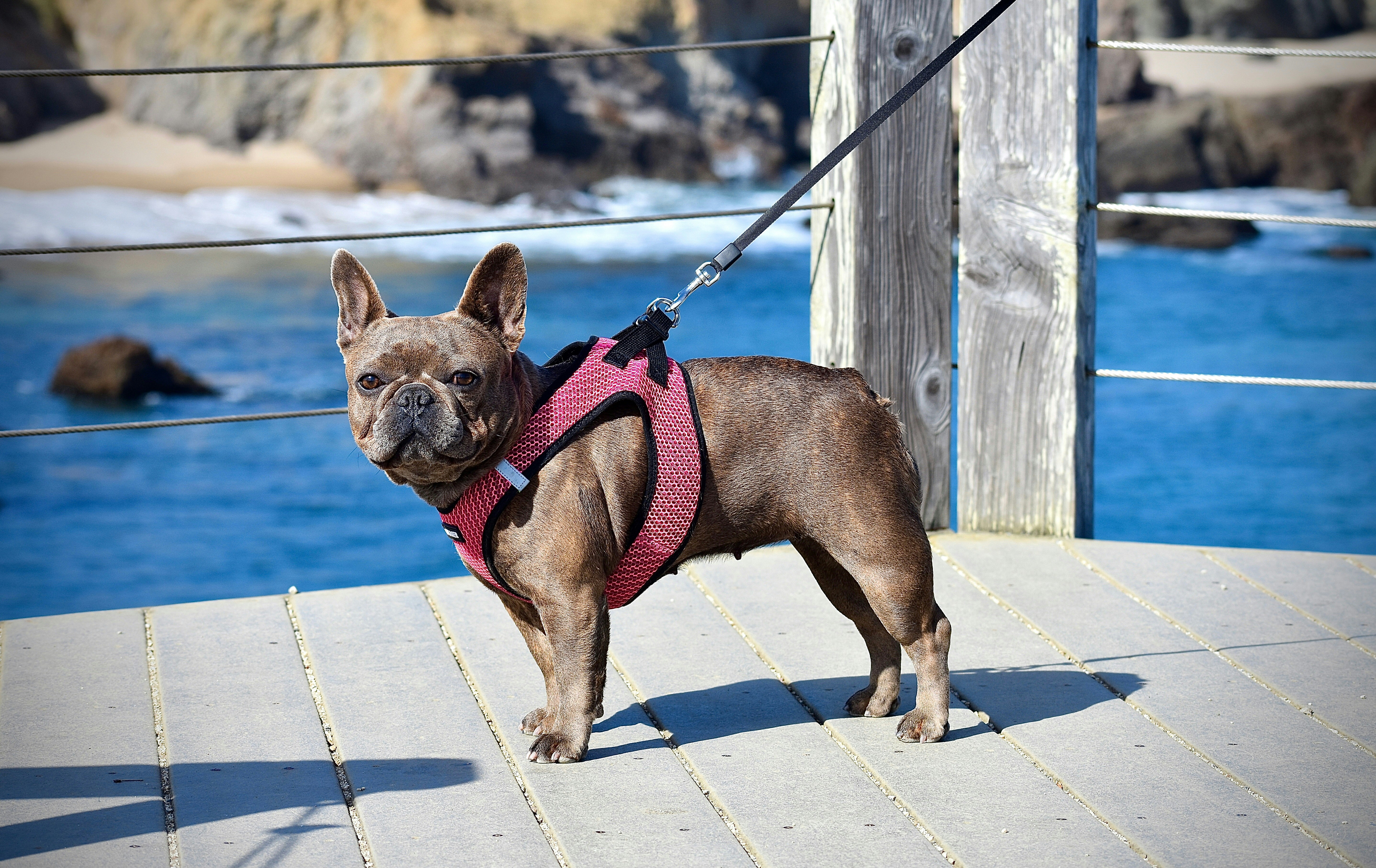 French bulldog with ocean view background during daytime 
