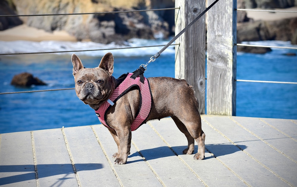 cão pequeno marrom de pelagem curta com coleira rosa e azul