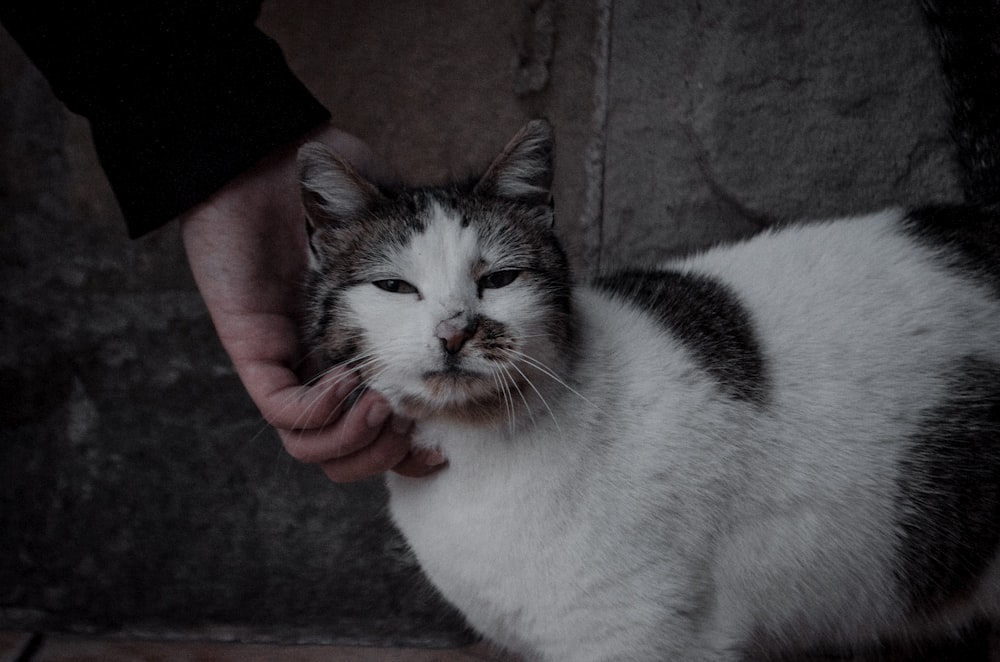 person holding white and black cat