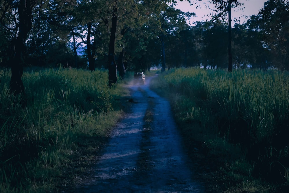 green grass and trees during daytime