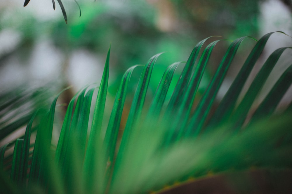 green plant in close up photography