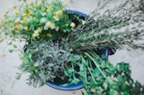 yellow and white flowers on blue ceramic pot