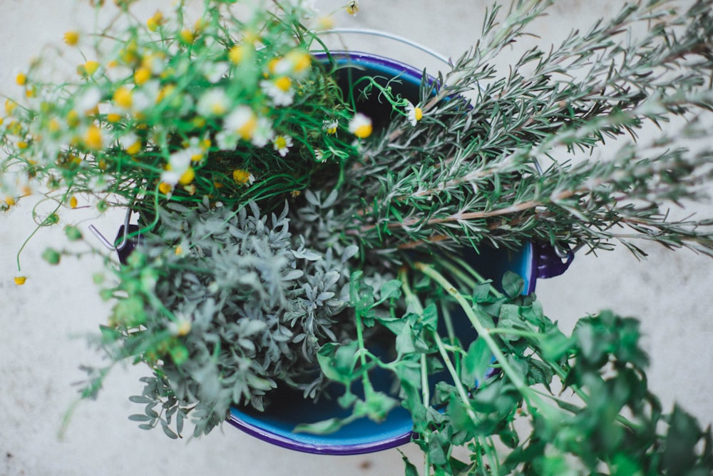 yellow and white flowers on blue ceramic pot