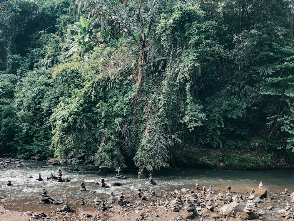 green trees near body of water during daytime