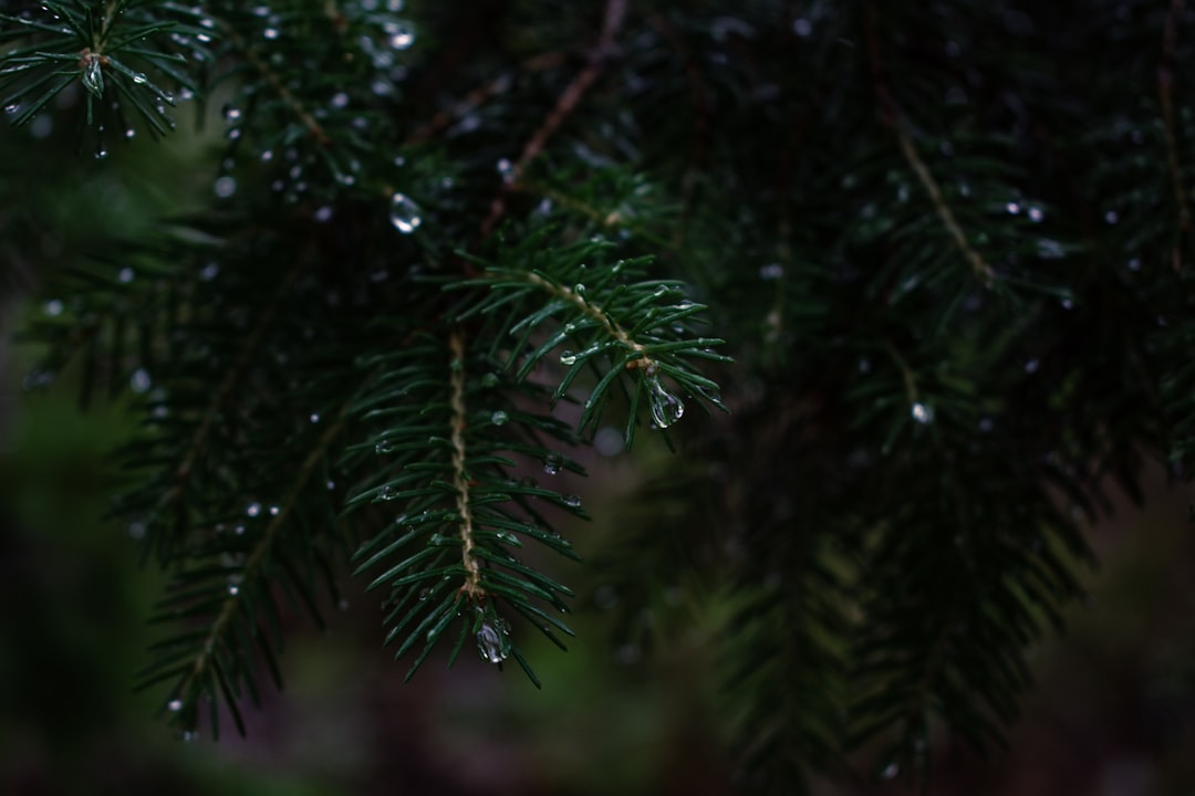 green pine tree with water droplets