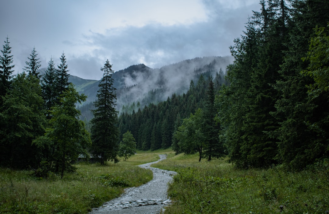 green pine trees near mountain under white clouds during daytime