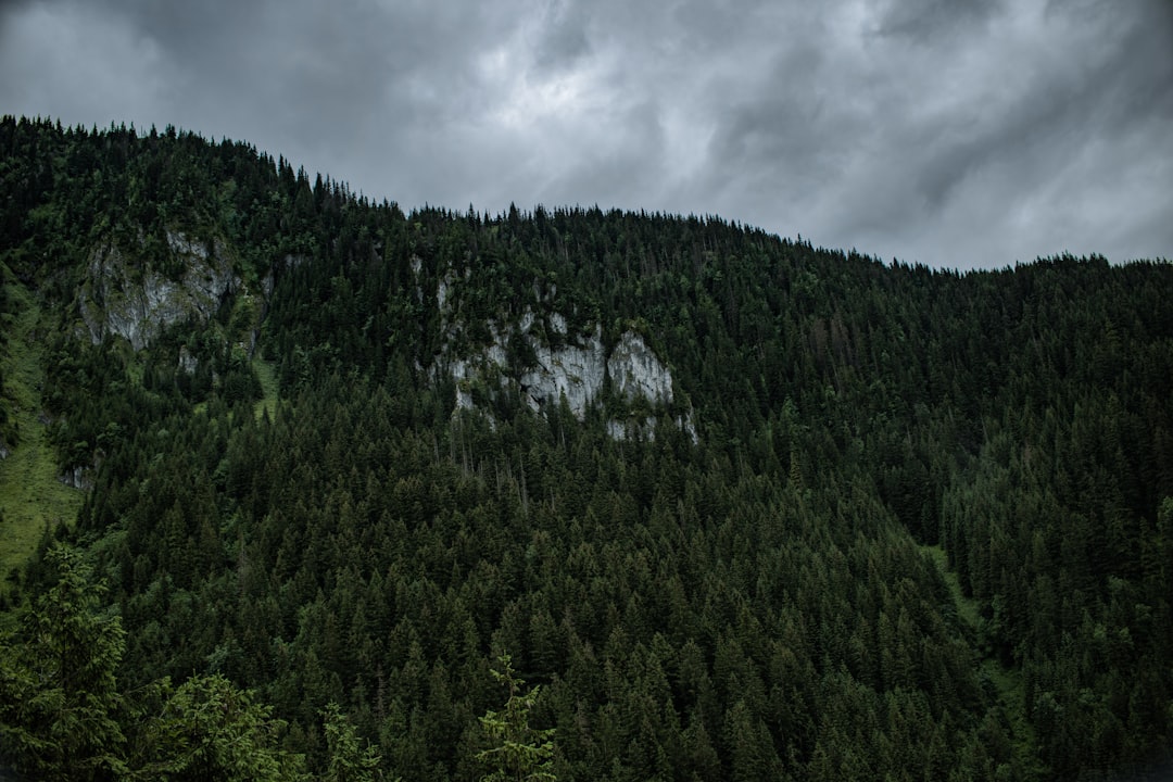 green trees under white clouds during daytime