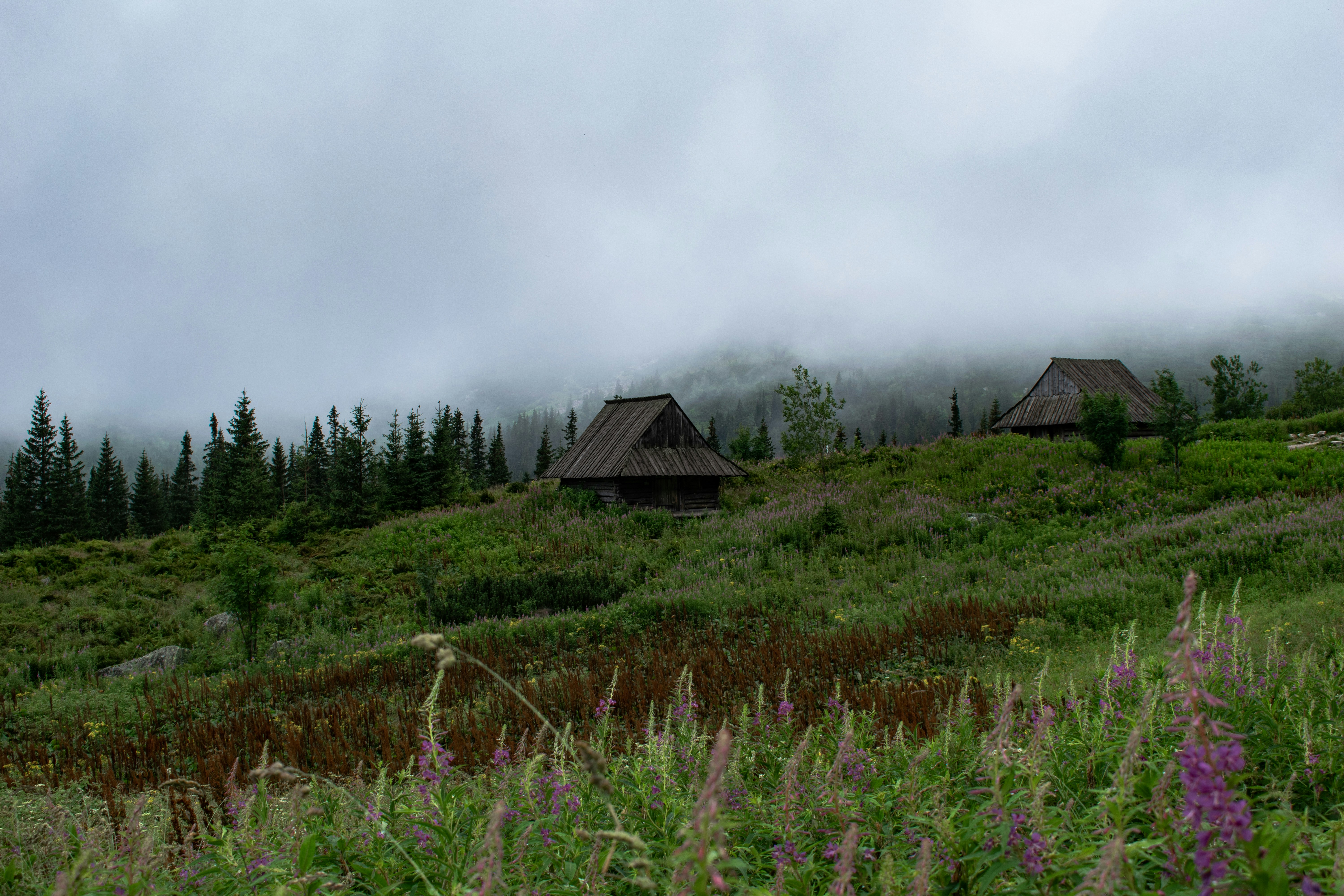 Forest Canopy Lodge — a premium woodland retreat