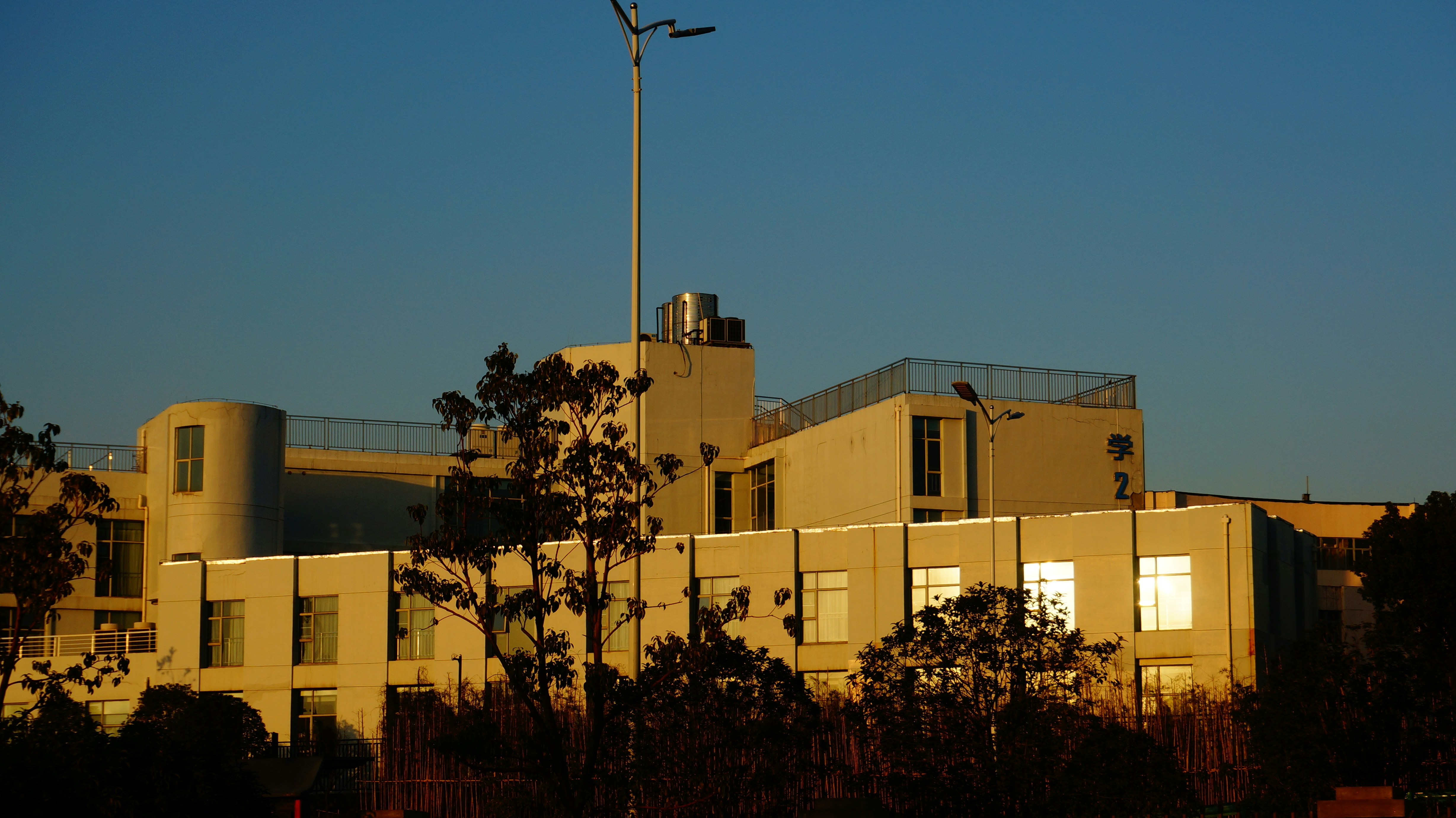 green tree near beige concrete building