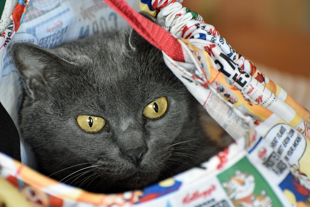 russian blue cat on white blue and yellow textile