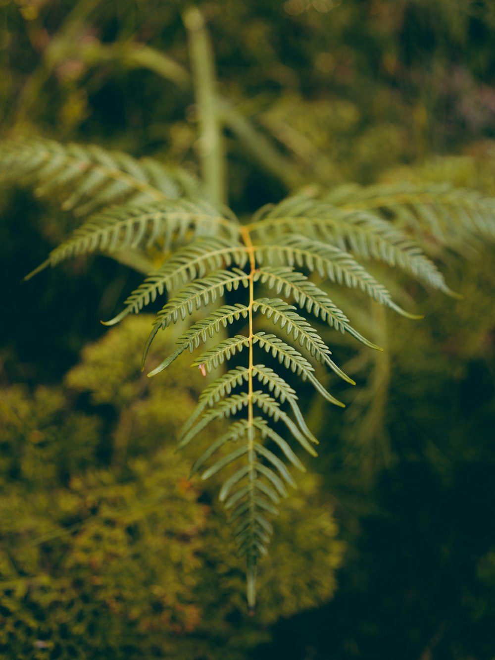 green fern plant in close up photography