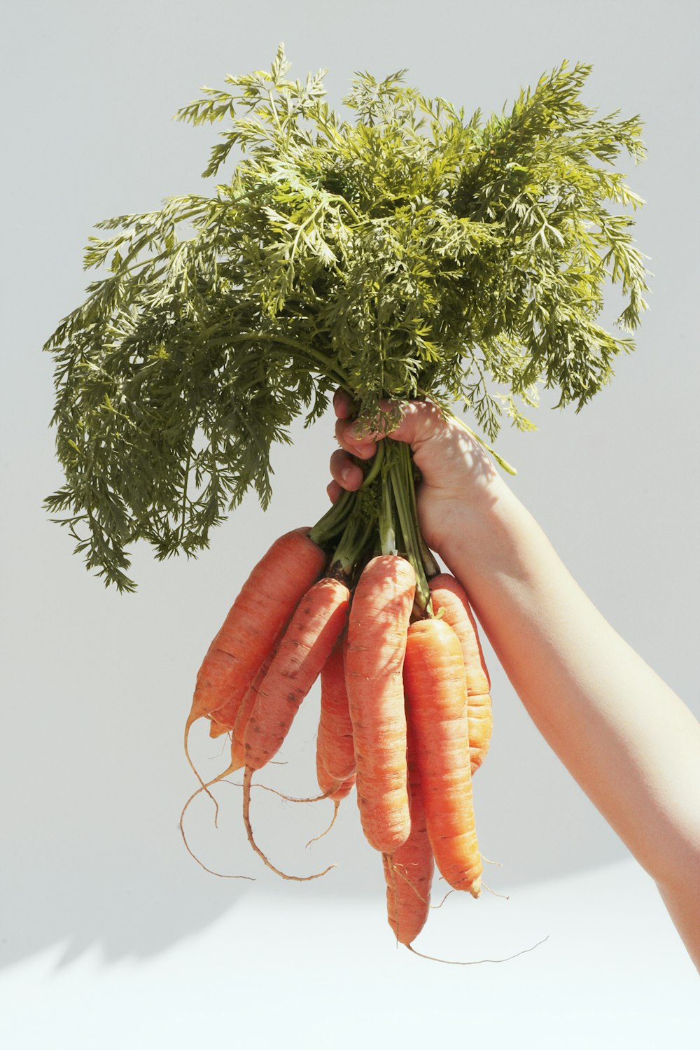 person holding green and red bird on orange carrot