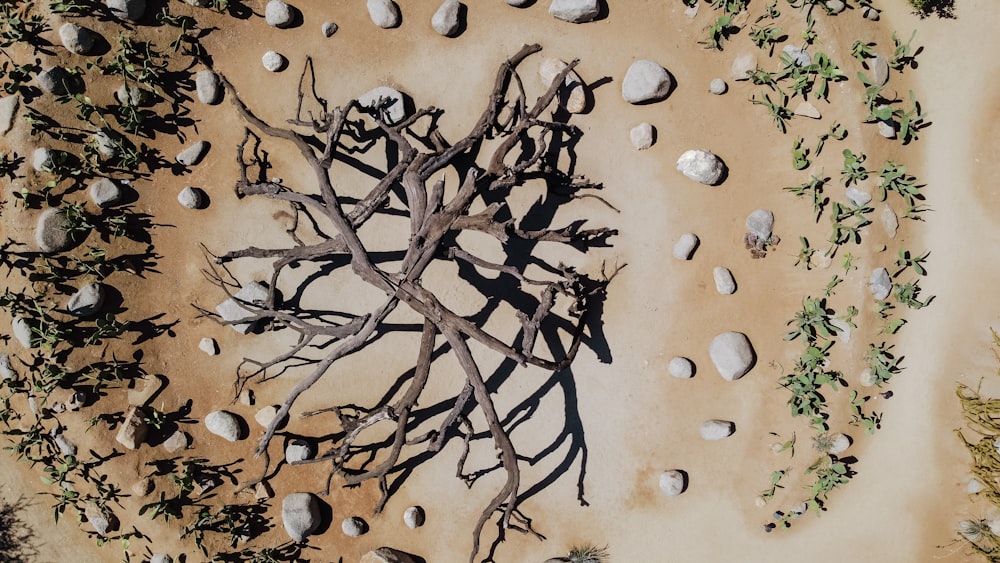 brown leafless tree on brown sand