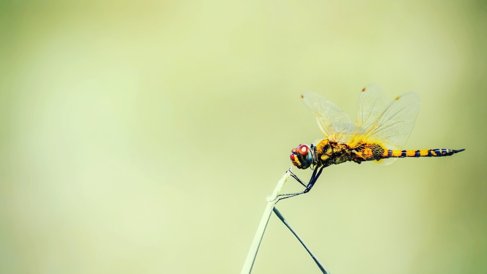 brown and black dragonfly on white stick