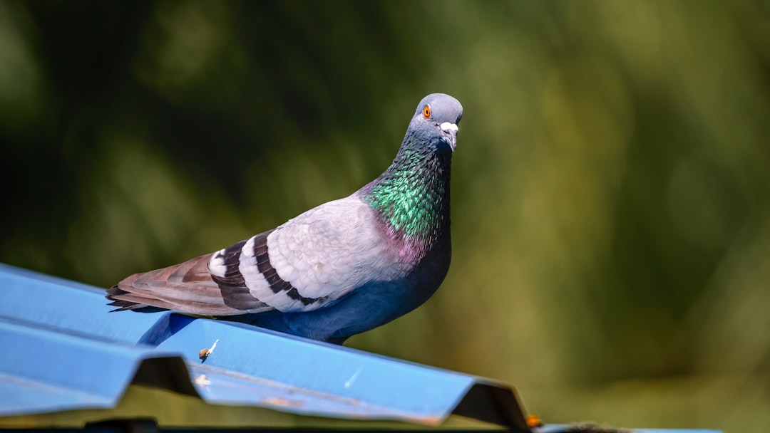 blue white and green bird