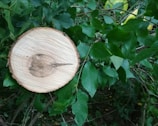 A freshly cut tree branch with a visible cross-section showcasing growth rings, surrounded by green leaves in a natural setting.