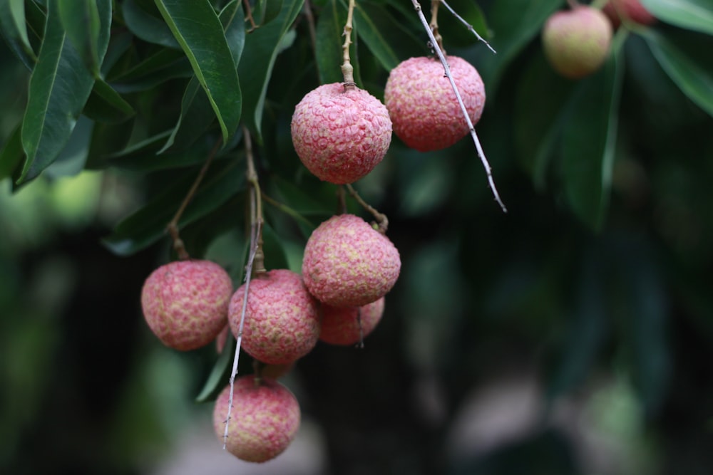 frutos rojos redondos en el árbol