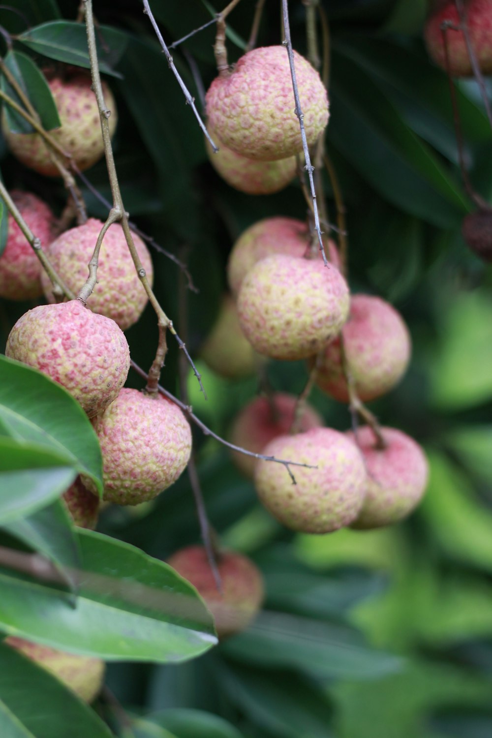 green and red round fruits