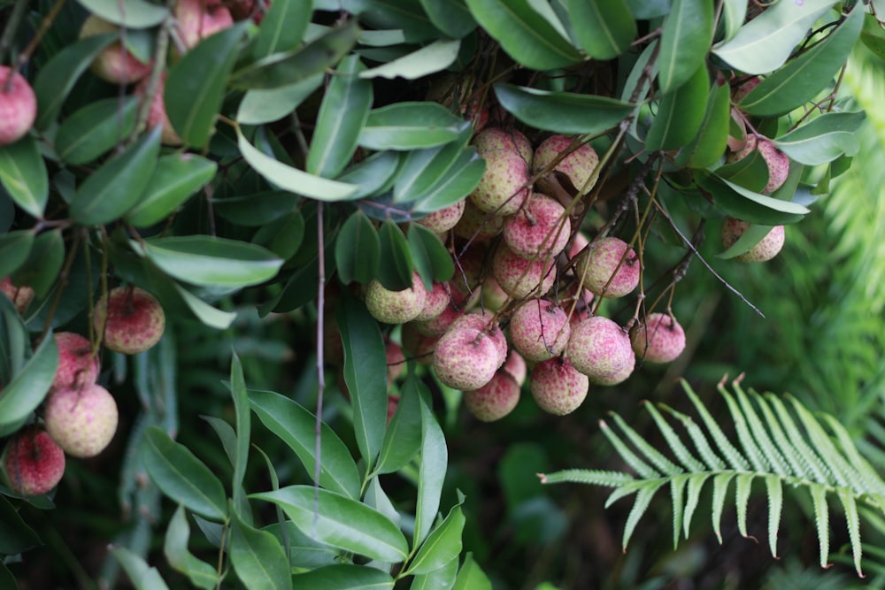 green and brown plant during daytime