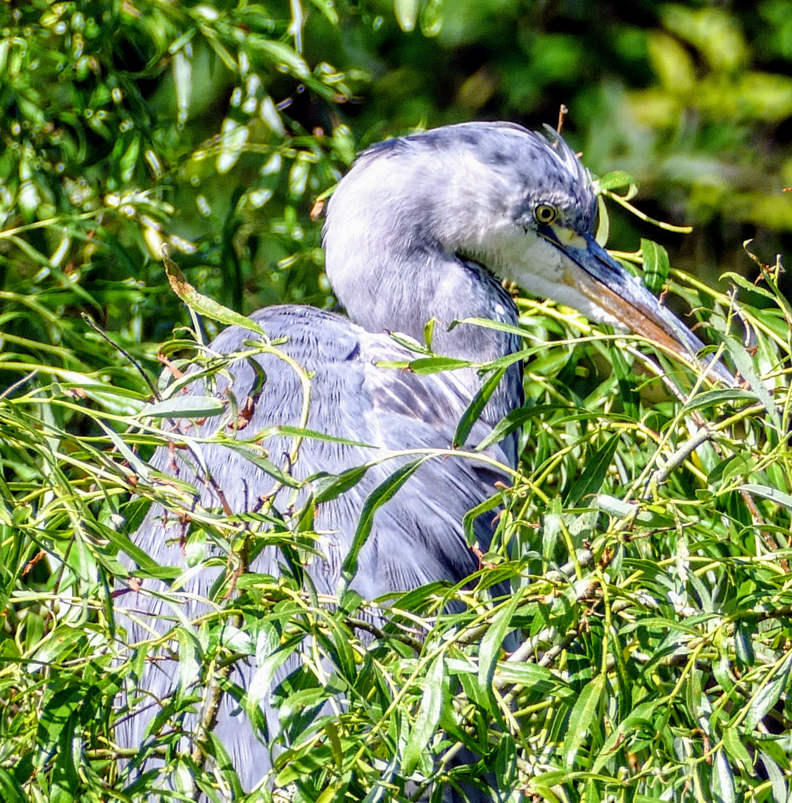 grey stork perched on green plant during daytime