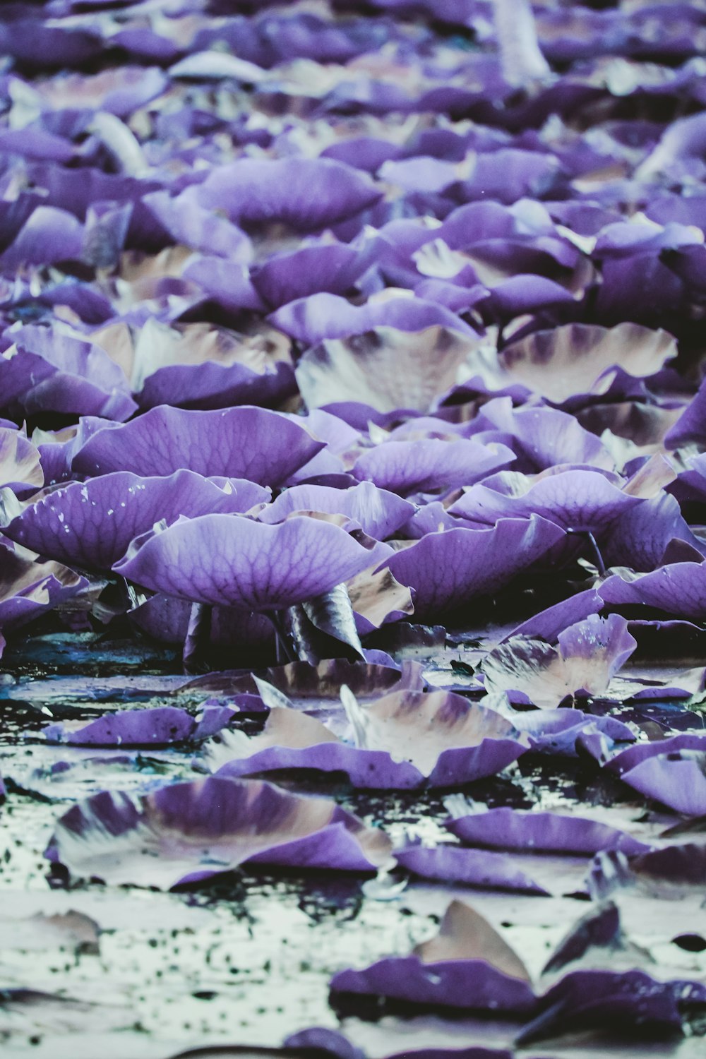 fiori viola e bianchi sull'acqua