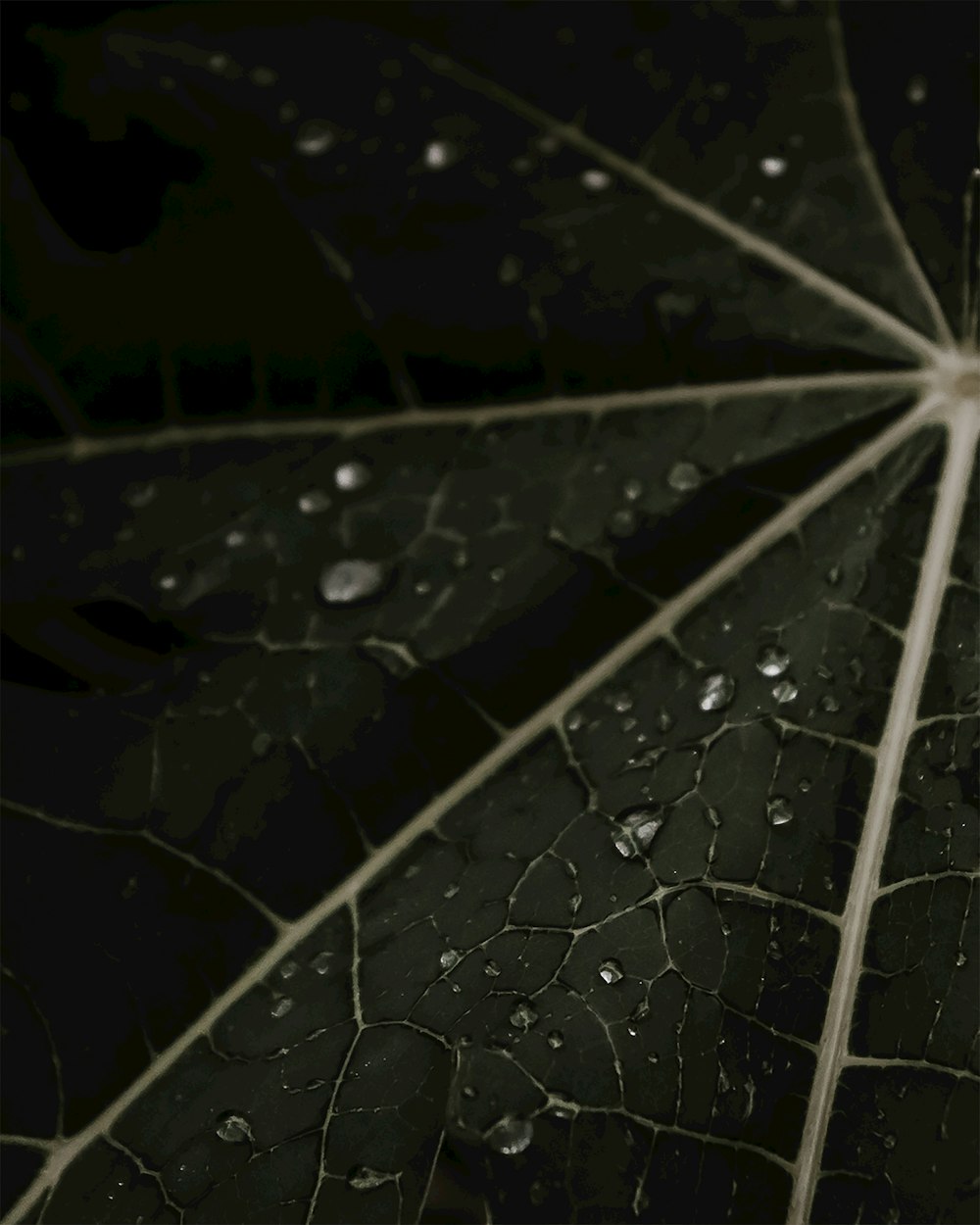 green leaf with water droplets