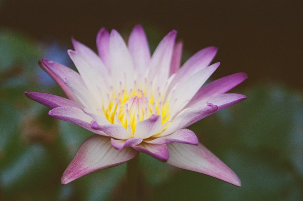 purple and yellow flower in close up photography