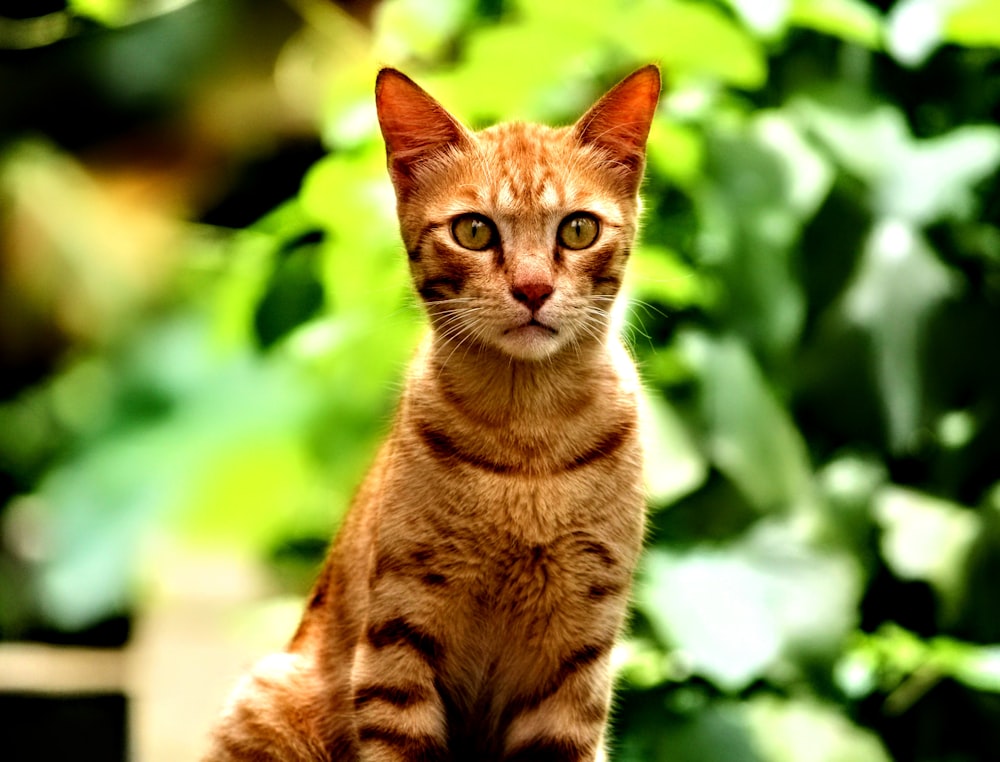 brown tabby cat in tilt shift lens