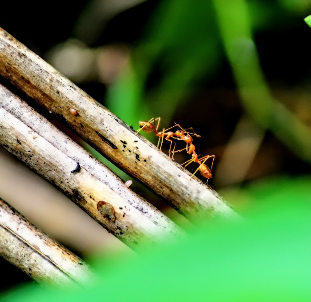 hormiga marrón en palo de madera marrón