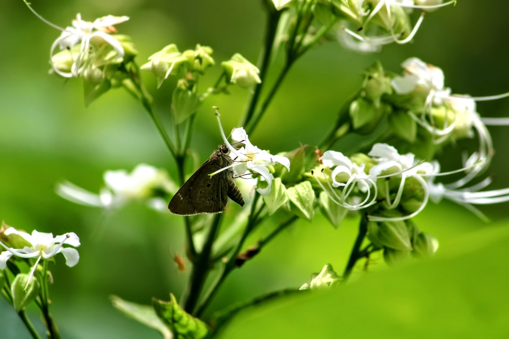 brown butterfly perched on white flower in close up photography during daytime