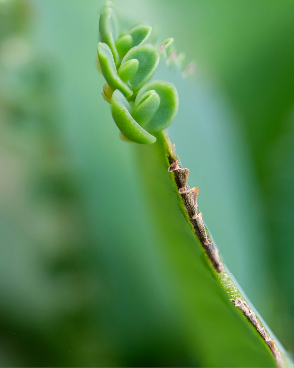 green flower bud in tilt shift lens