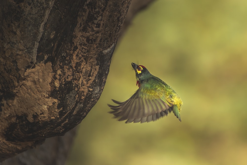 green and brown bird on brown tree branch