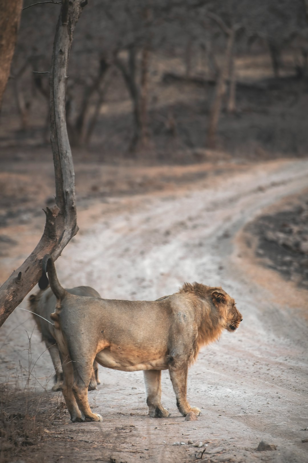 brown lion on brown field during daytime