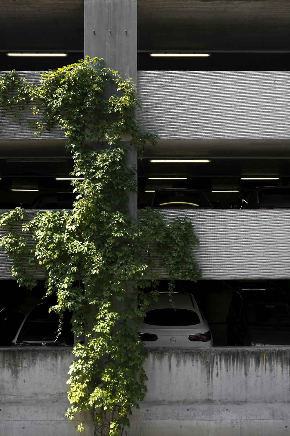 white car parked near green tree during daytime