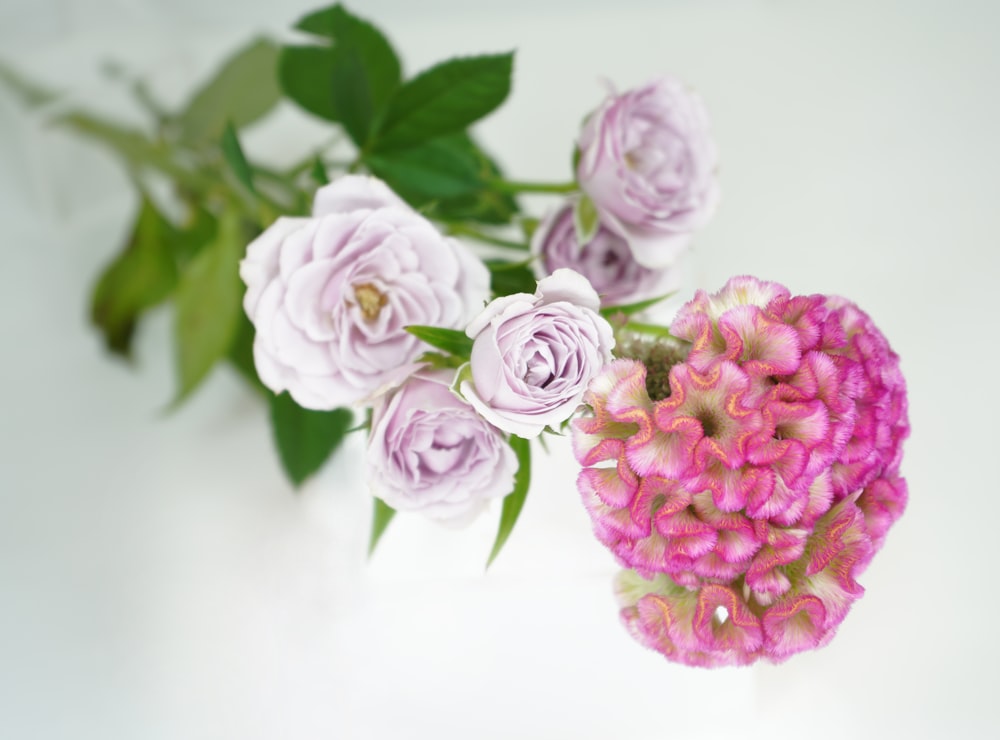 pink roses in white background