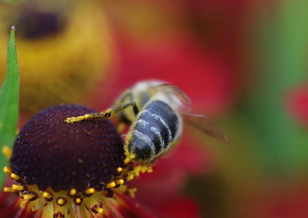 yellow and black bee on yellow and red flower