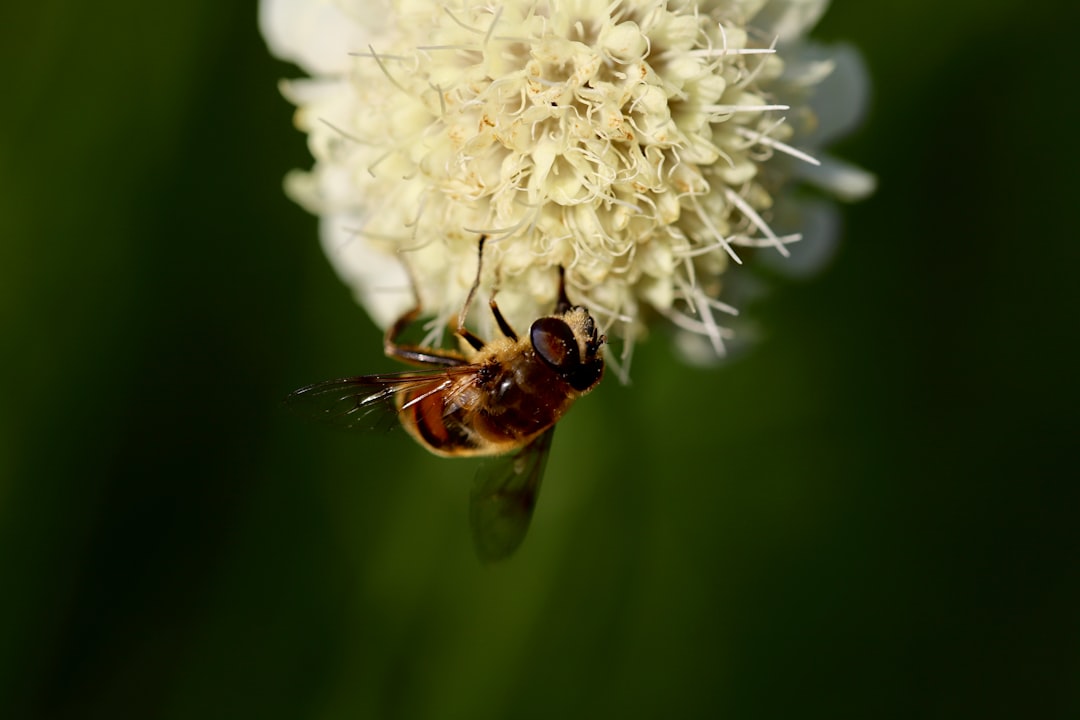 black and yellow bee on white flower