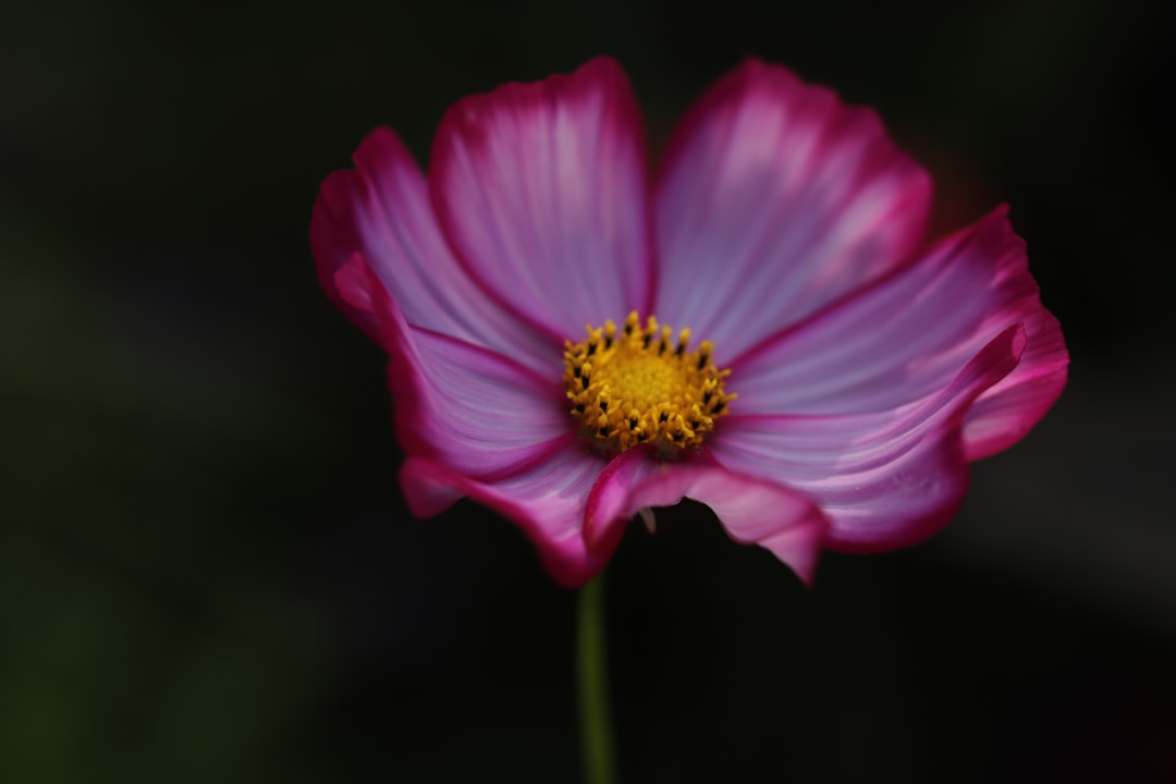 pink cosmos flower in bloom close up photo