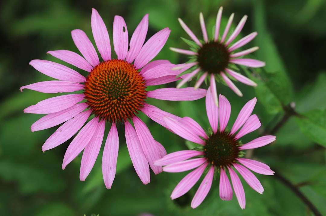 purple flower in tilt shift lens