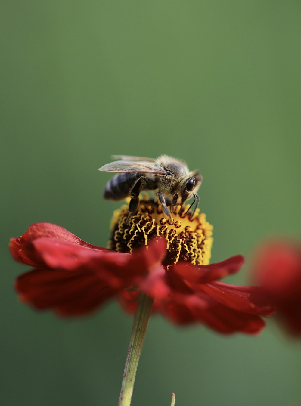 honeybee perched on red petaled flower in close up photography during daytime
