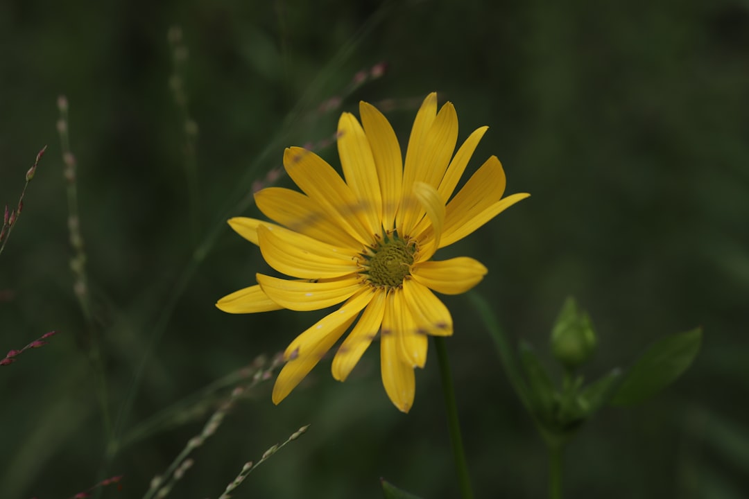 yellow flower in tilt shift lens