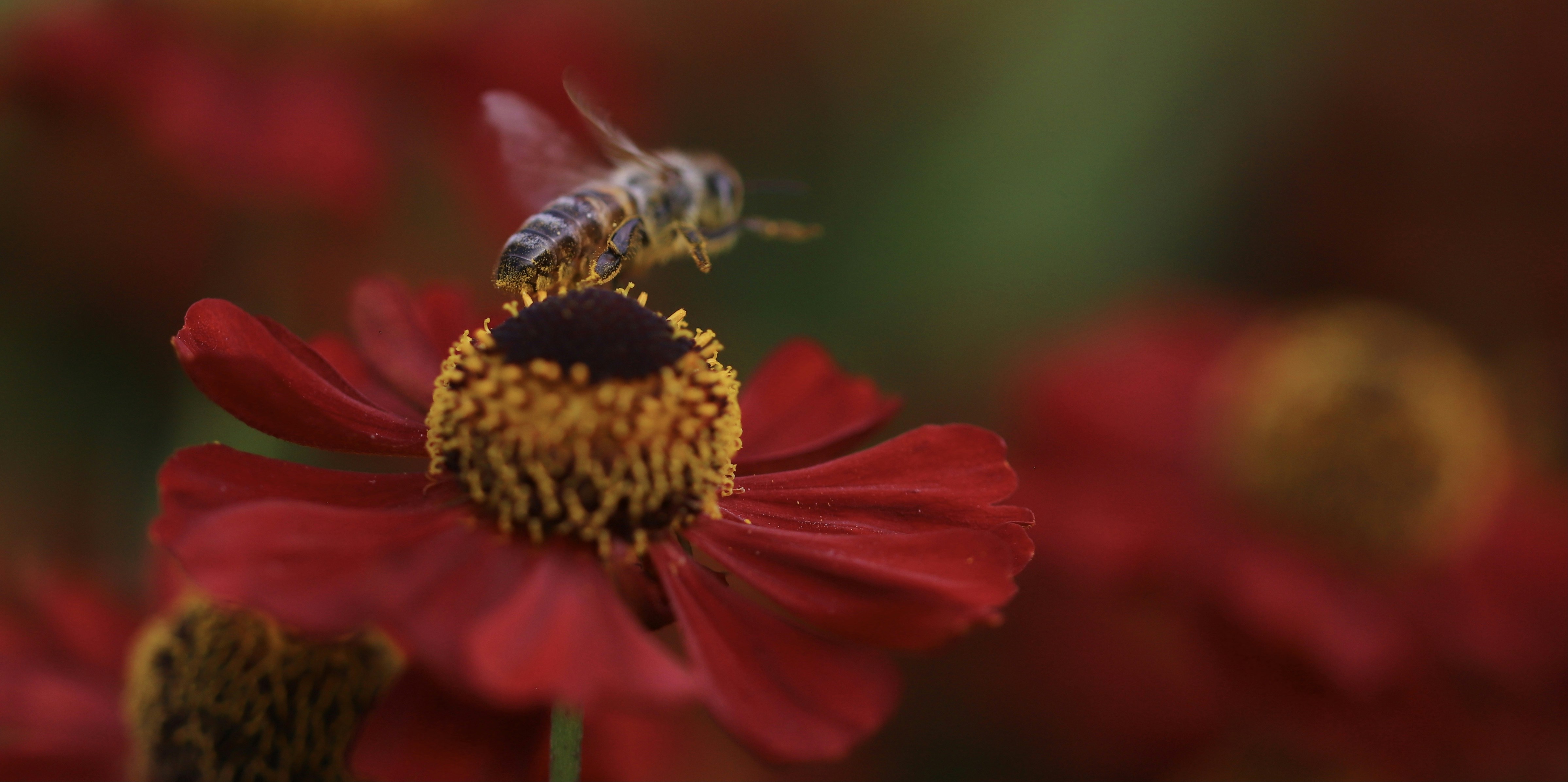 Photo by hdbernd