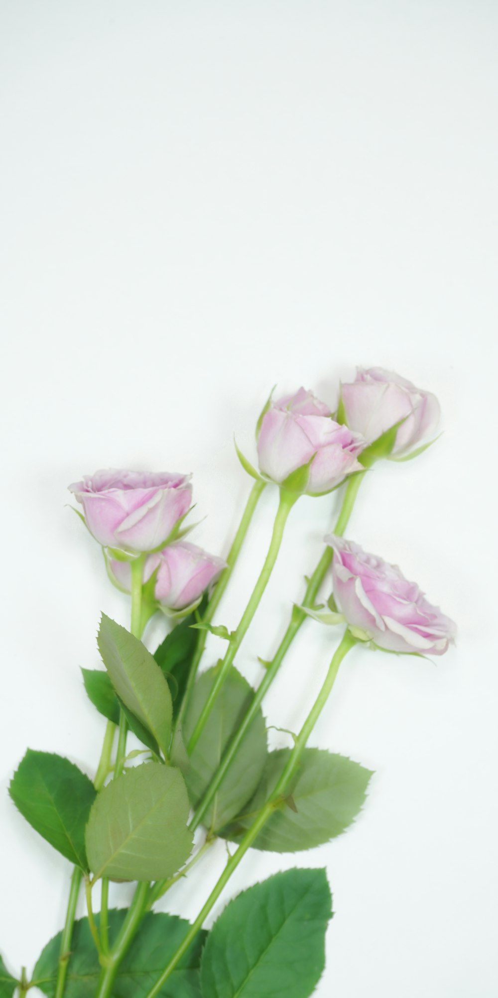 pink tulips on white surface