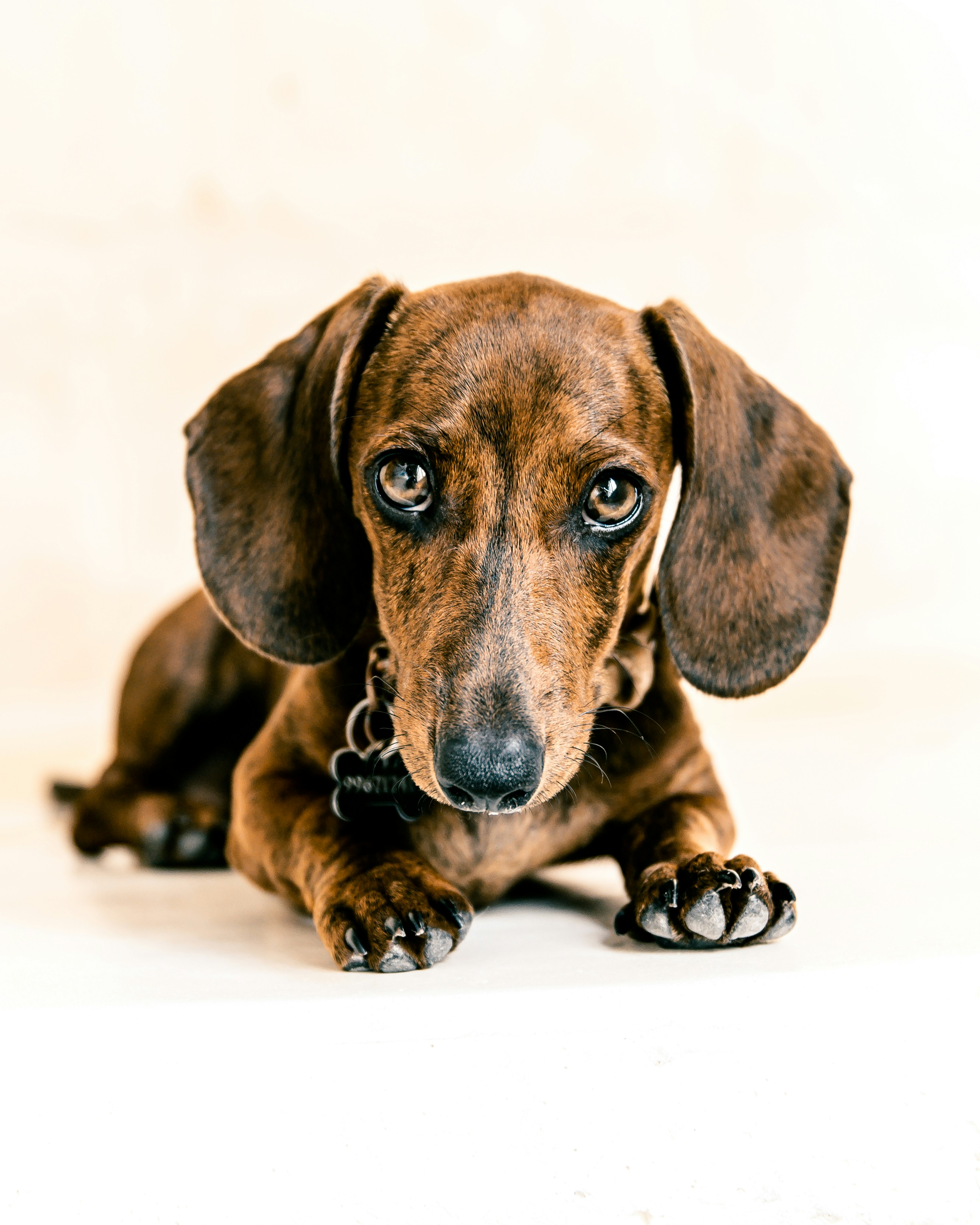 Do Dachshunds Tend to Be Aggressive? A Closer Look at the Breed