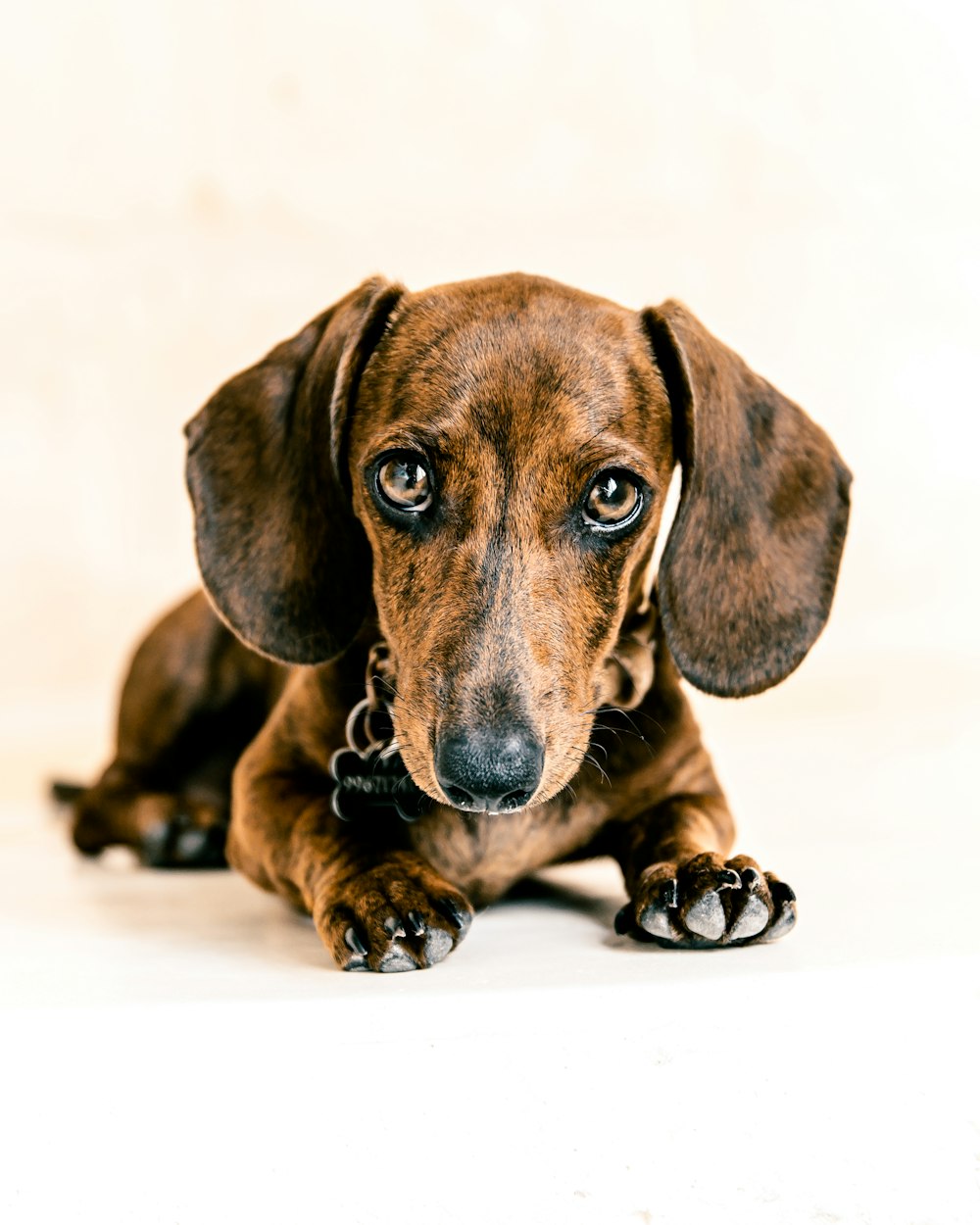brown dachshund puppy on white floor