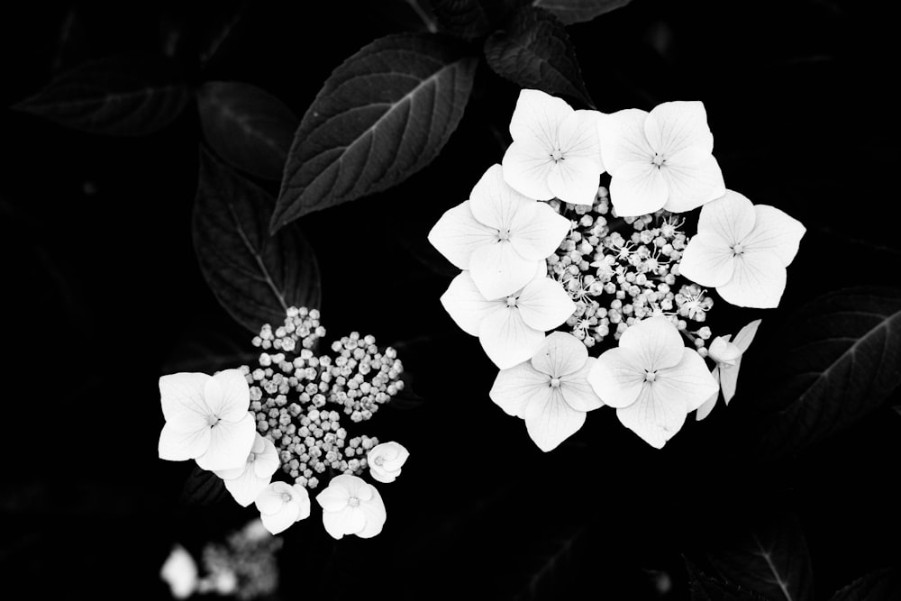 white flowers with green leaves