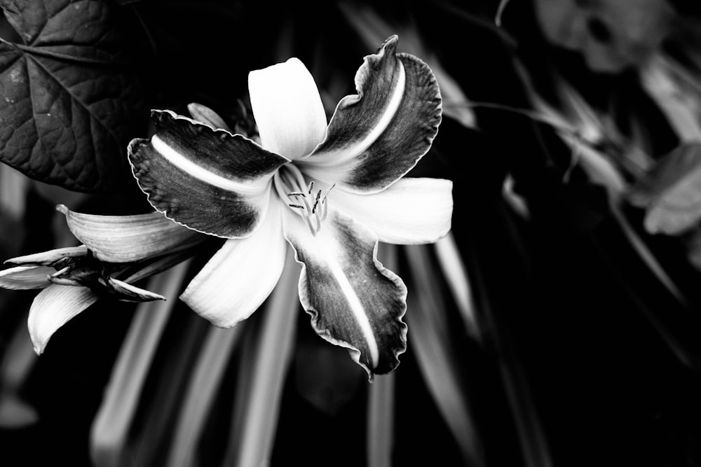 grayscale photo of flower in bloom